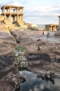 Monkey family among the ruins of ancient city, India Royalty Free Stock Photo