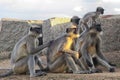 Monkey family among the ruins of ancient city, India Royalty Free Stock Photo