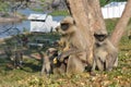 Monkey family sits on a hill and eats bananas