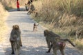 Monkey family sitting in park by victoria falls in simbabwe in africa.