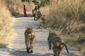 Monkey family sitting in park by victoria falls in simbabwe in africa.