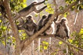 Monkey family sitting on tree resting ( Presbytis obscura reid Royalty Free Stock Photo