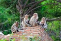 Monkey family is sitting on the wall Royalty Free Stock Photo