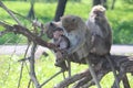 The monkey family is up in a tree in Baluran National Park, Situbondo, Indonesia Royalty Free Stock Photo