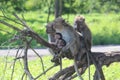 The monkey family is up in a tree in Baluran National Park, Situbondo, Indonesia Royalty Free Stock Photo