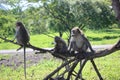The monkey family is up in a tree in Baluran National Park, Situbondo, Indonesia Royalty Free Stock Photo