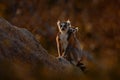 Monkey family, young cub. Madagascar wildlife, Ring-tailed Lemur, Lemur catta. Animal from Madagascar, Africa, orange eyes. Royalty Free Stock Photo