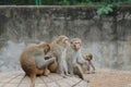 A monkey family on a zoo, Gwalior, India