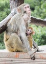 A monkey feeding her baby at Yuanjiajie Mountain, Wulingyuan Scenic Area, Zhangjiajie National Forest Park, Hunan Province, China,