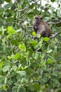Monkey feeding on wild fruits