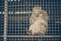 Monkey feeling sad in the cage Royalty Free Stock Photo