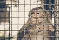 Monkey feeling sad in the cage Royalty Free Stock Photo
