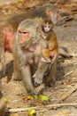 Monkey female with baby eating fruit, India. Royalty Free Stock Photo