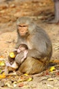 Monkey female with baby eating fruit, India. Royalty Free Stock Photo