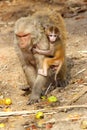 Monkey female with baby eating fruit, India. Royalty Free Stock Photo