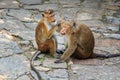 monkey female cares for a wounded male monkey Royalty Free Stock Photo