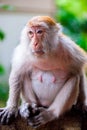 A monkey female sits on a tree branch Royalty Free Stock Photo