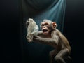 monkey fighting with a plastic bag