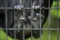 Monkey finger in the cage Royalty Free Stock Photo