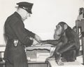 Monkey fingerprinted by police officer Royalty Free Stock Photo