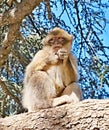 Monkey from a flock of monkeys living freely in the Atlas Mountains in Morocco. Not at all afraid of people Royalty Free Stock Photo