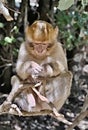 Monkey from a flock of monkeys living freely in the Atlas Mountains in Morocco. Not at all afraid of people Royalty Free Stock Photo