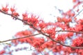 Monkey Flower Tree, Fire of Pakistan Royalty Free Stock Photo