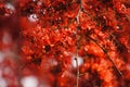 Monkey Flower Tree, Fire of Pakistan scientific name. : Phylloc Royalty Free Stock Photo