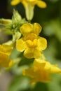 Monkey flower Royalty Free Stock Photo