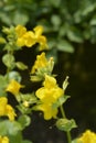 Monkey flower Royalty Free Stock Photo