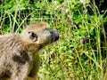 Monkey between flowers Royalty Free Stock Photo