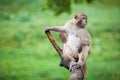 Funny baboon monkey