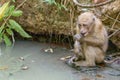 monkey in the forest at ayutthaya province, Thailand Royalty Free Stock Photo