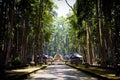 Monkey forest in Bali (Sangeh) Royalty Free Stock Photo