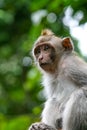 Monkey in forest park in Ubud, Bali Indonesia