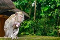 Monkey in forest park in Ubud, Bali Indonesia