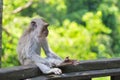 Monkey at Monkey Forest Sanctuary in Ubud Royalty Free Stock Photo