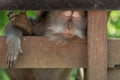 Monkey at Monkey Forest Sanctuary in Ubud Royalty Free Stock Photo