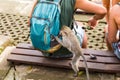 Monkey in forest stealing food from tourist`s backpack
