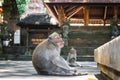 Monkey forest, Ubud, Bali, Indonesia Royalty Free Stock Photo