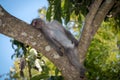 Monkey forest, Ubud, Bali, Indonesia Royalty Free Stock Photo