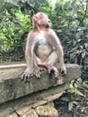 A Monkey in the Monkey Forest in Ubud