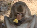 Monkey and fresh corn