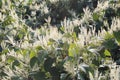 Monkey fungus knotweed invasive species in autumn bloom