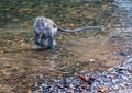 Monkey gamboling along the river in the rain forest of Khao Sok Royalty Free Stock Photo