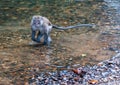 Monkey gamboling along the river in the rain forest of Khao Sok