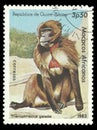 Monkey, Gelada