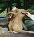 Monkey Gibbon (lat. Hylobatidae) in Paradise Park Farm, Koh Samui, Thailand. Royalty Free Stock Photo