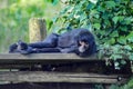 Monkey gibbon resting on a wooden platform