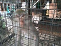 Monkey glared in focus in the a cage